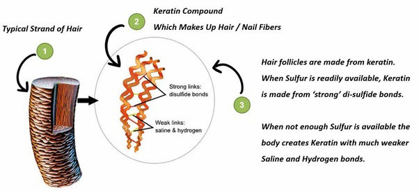 Keratin là thành phần chính cấu tạo nên tóc