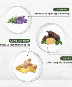 Thành phần dầu gội xả Weilaiya gừng hà thủ ô